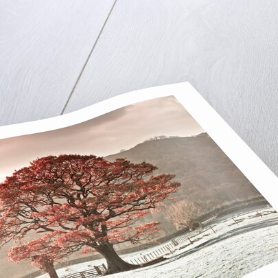 Oak tree by Assaf Frank